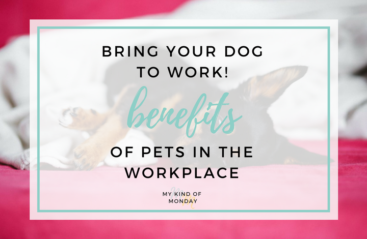 7 reasons to bring your furry friend into the office with you (as if you needed them!)